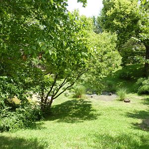 Lesser Flamingo/Chilean Flamingo/Black-Necked Swan Exhibit