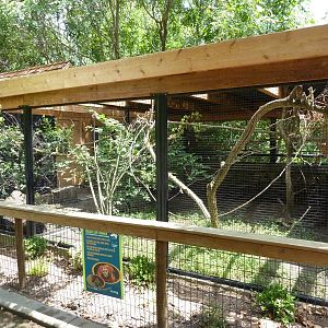Agouti/Golden Lion Tamarin Exhibit