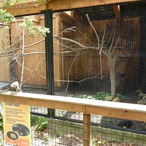 Red-Handed Tamarin Exhibit