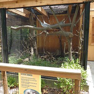Southern Tamandua Exhibit
