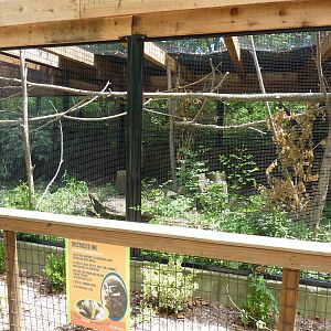 Spectacled Owl Exhibit