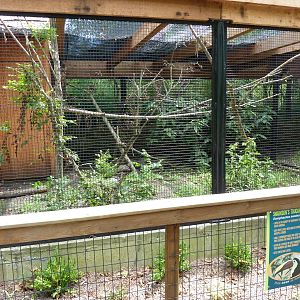 Swainson's Toucan Exhibit