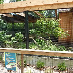 Green Iguana Exhibit