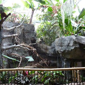 Tropics Building - Green Aracari/Freshwater Stingray Exhibit