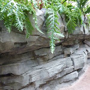 Tropics Building - Rockwork
