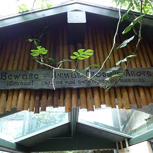 Tropics Building - White-Cheeked Gibbon/Small-Clawed Otter Exhibit