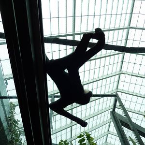 Tropics Building - White-Cheeked Gibbon/Small-Clawed Otter Exhibit