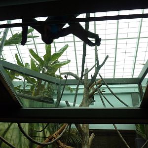 Tropics Building - White-Cheeked Gibbon/Small-Clawed Otter Exhibit