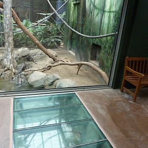 Tropics Building - White-Cheeked Gibbon/Small-Clawed Otter Exhibit