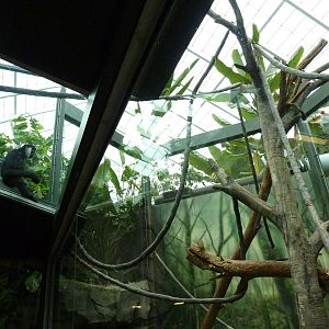 Tropics Building - White-Cheeked Gibbon/Small-Clawed Otter Exhibit