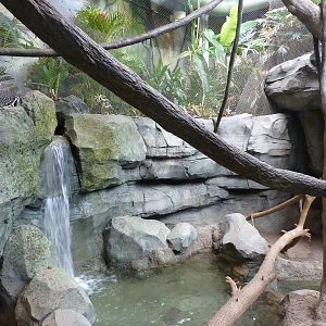 Tropics Building - White-Cheeked Gibbon/Small-Clawed Otter Exhibit