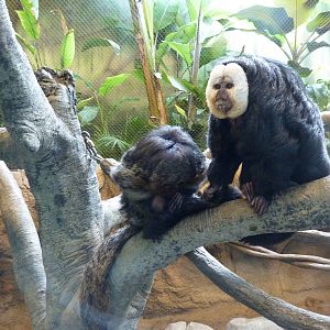 Tropics Building - White-Faced Saki Monkeys