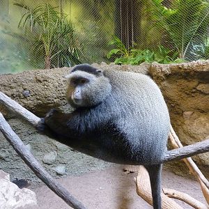 Tropics Building - Blue Monkey