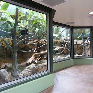 Tropics Building - Capybara/Coendou/Crested Screamer/White-Faced Saki Monke