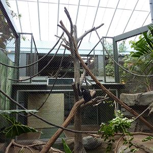 Tropics Building - White-Cheeked Gibbon/Small-Clawed Otter Exhibit