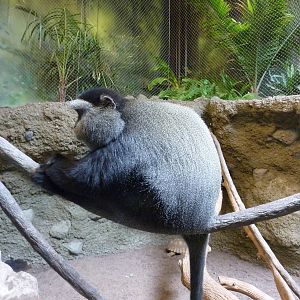 Tropics  Building - Blue Monkey