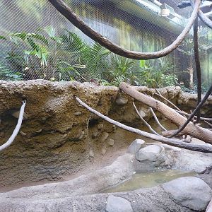 Tropics  Building - Blue Monkey/Mona Monkey/African Spurred Tortoise Exhibi