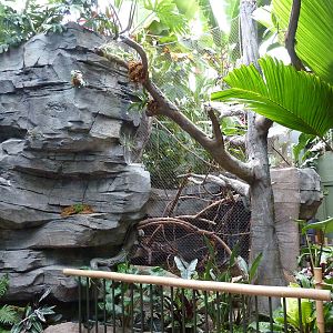 Tropics  Building - Green Aracari/Freshwater Stingray Exhibit
