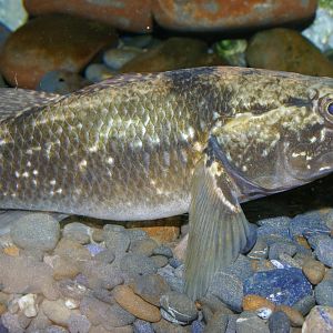 giant bully (Gobiomorphus gobioides)