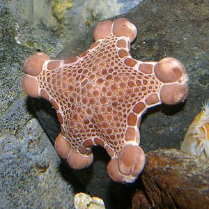 common biscuit starfish (Pentagonaster pulchellus)