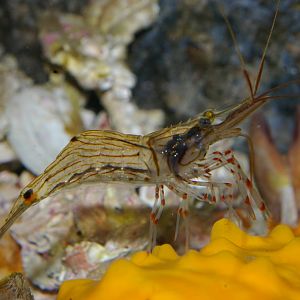 NZ glass shrimp (Palaemon affinis)