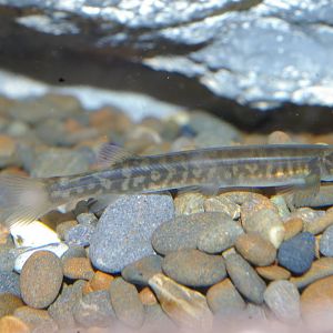 koaro (Galaxias brevipennis)