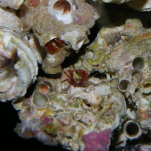 unidentified hermit crabs