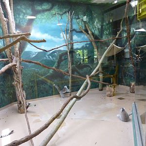 Discovery Barn - Ring-Tailed Lemur Exhibit