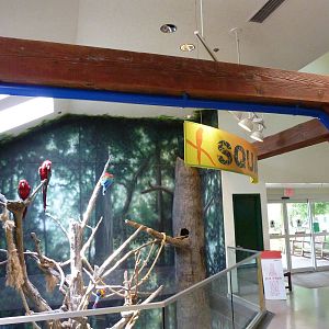 Discovery Barn - Macaw Perch