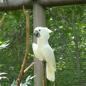 Australia - Walk-Through Aviary