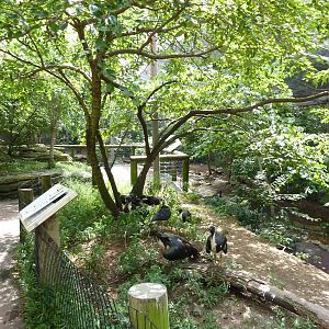 Australia - Walk-Through Aviary