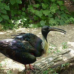 Australia - Walk-Through Aviary