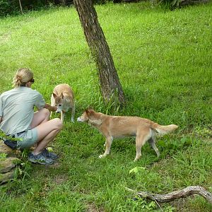Australia - New Guinea Singing Dogs
