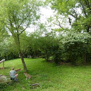 Australia - New Guinea Singing Dog Exhibit