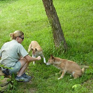 Australia - New Guinea Singing Dogs