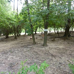 Australia - Walk-Through Red Kangaroo Enclosure