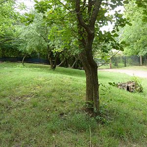 Australia - Bennett's + Parma Wallaby Exhibit