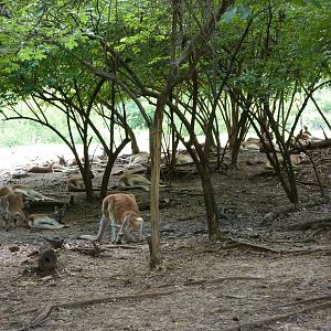 Australia - Walk-Through Red Kangaroo Enclosure