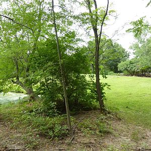 Australia - Walk-Through Red Kangaroo Enclosure
