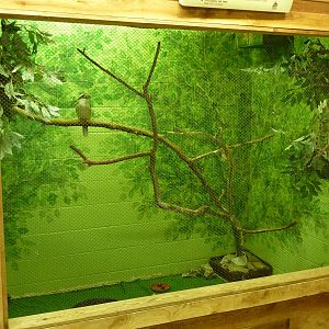 Australia - Kookaburra Exhibit