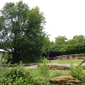 Australia - Dromedary Enclosure