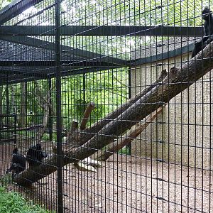 Tiger Trail - Francois Langur Enclosure