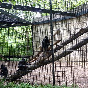 Tiger Trail - Francois Langur Enclosure