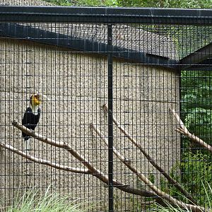 Tiger Trail - Wreathed Hornbill Enclosure