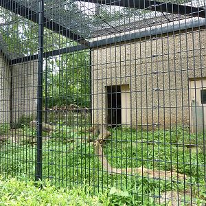 Tiger Trail - Binturong Enclosure
