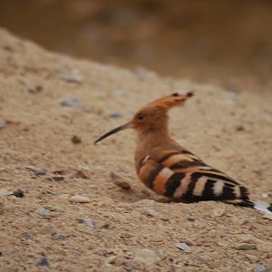 Hoopoe
