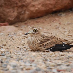 Stone curlew