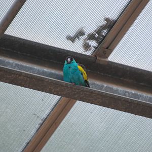 Hooded parakeet