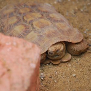 Pancake tortoise