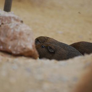 Guinea pigs